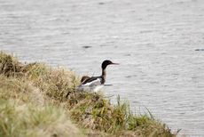 Mittelsäger (4 von 6).jpg